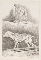 KG 01102
<br/>
Serie honden, wolven en leeuwen (11 bladen)
<br/>
<em>Ridinger, Johann Elias (1698-1767)</em>